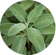 INCI - Šalvia lekárska Esenciálny olej (Salvia Officinalis Oil)
